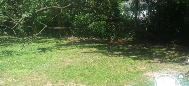 A black locust tree lays fallen in the author's backyard